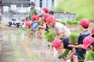 片島小田植え