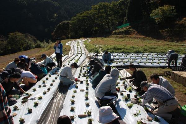 20231103植え付け写真1