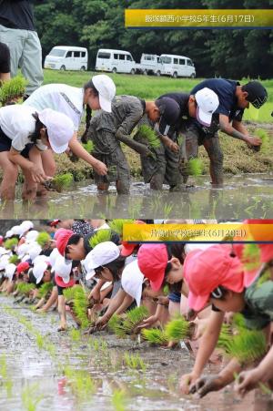 4小学校田植え２