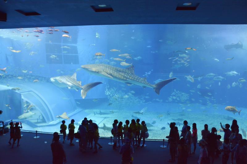 少年の船美ら海水族館訪問