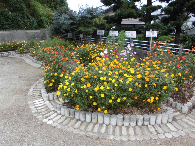 秋の花壇