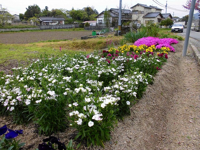 各種花の開花の様子