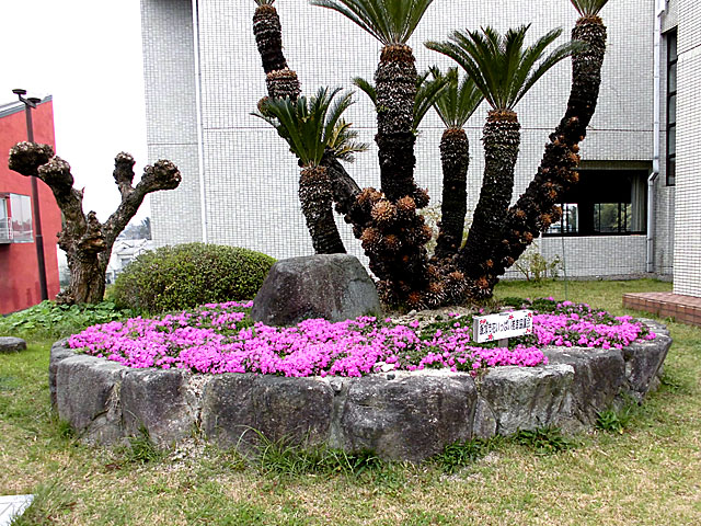 シバザクラの開花の様子