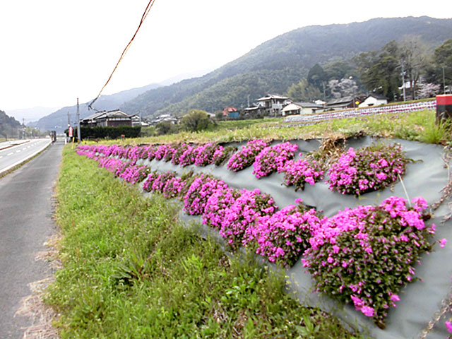 シバザクラの開花の様子