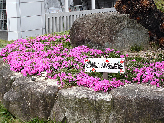 シバザクラの開花の様子