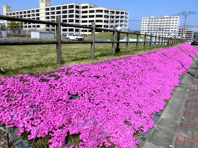 シバザクラの開花の様子