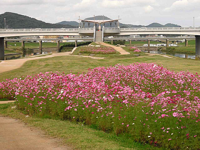 コスモスの開花の様子