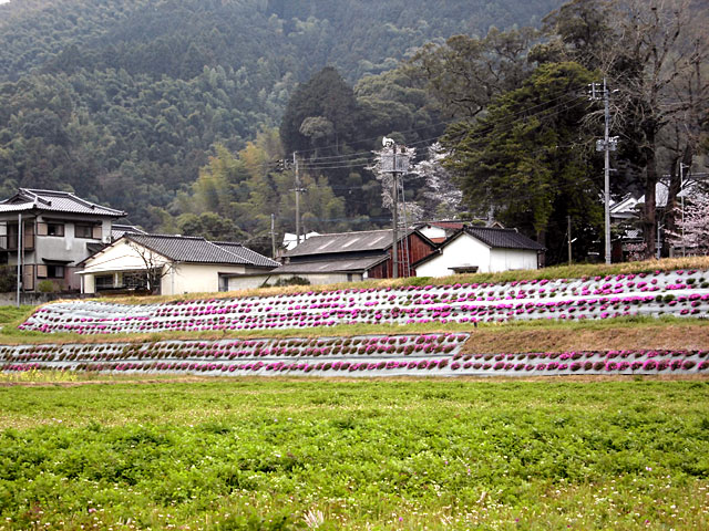 シバザクラの開花の様子