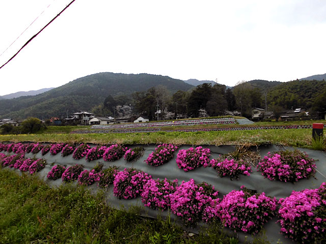 シバザクラの開花の様子