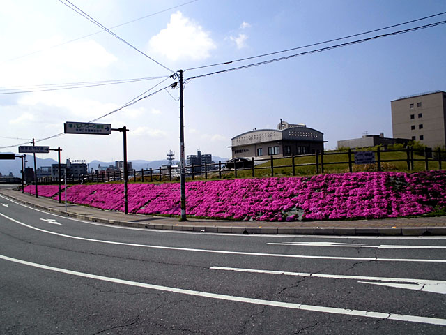 シバザクラの開花の様子