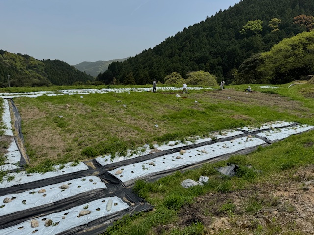 茜草育成2.