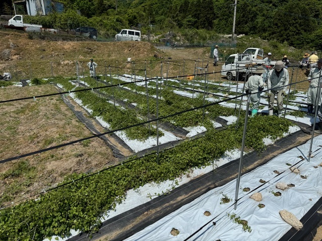 茜草育成1.