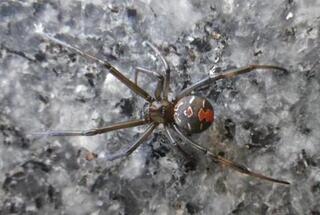 セアカゴケグモの画像