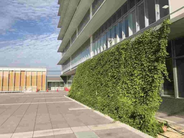 緑のカーテン(グリーンカーテン)の画像