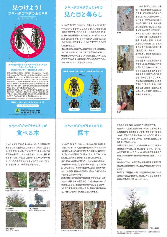 ツヤハダゴマダラカミキリに関する資料の画像1