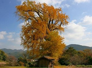 内野の大銀杏の画像