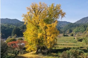  内野の大銀杏の画像