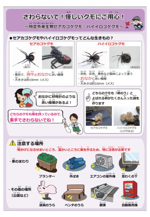 セアカゴケグモチラシ1