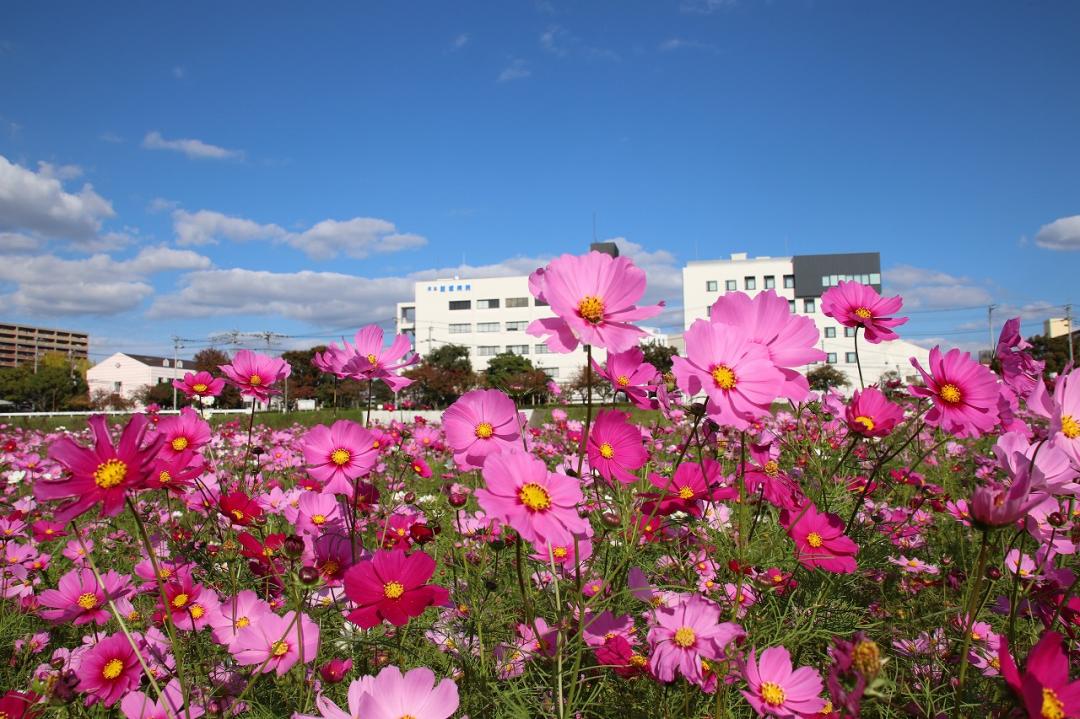 遠賀川河川敷に咲くコスモス